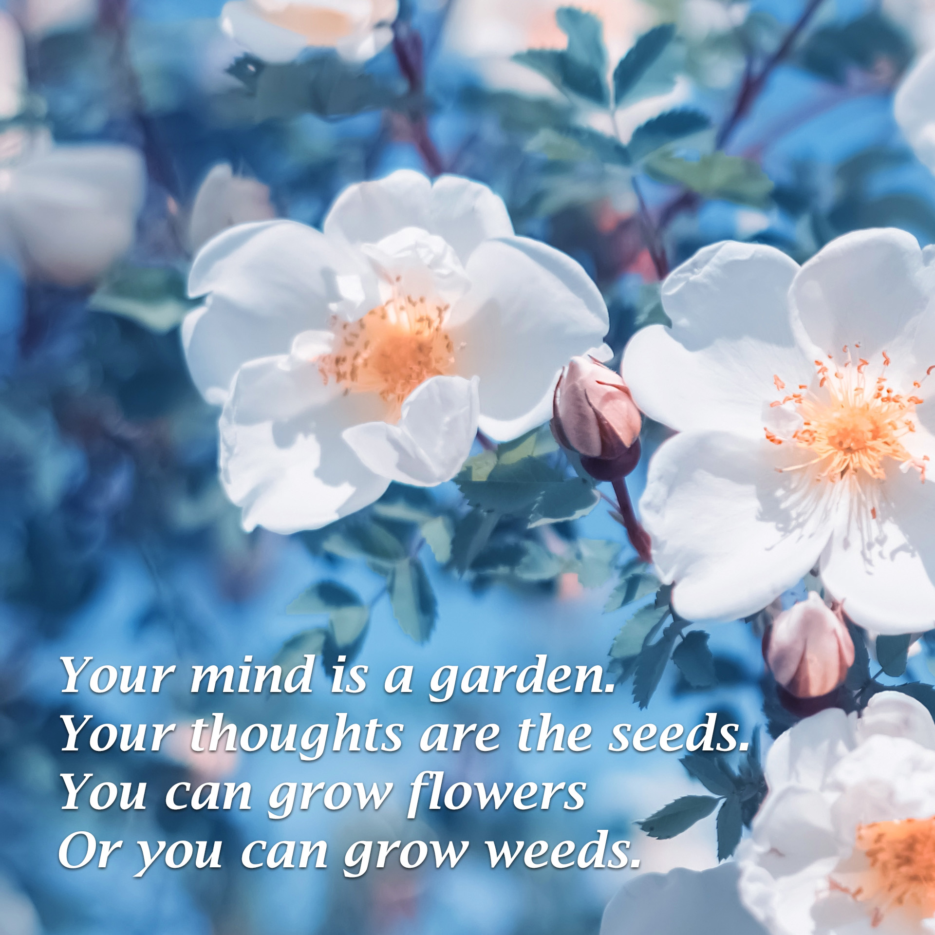 Your mind is a garden. Your thoughts are the seeds. You can grow flowers or you can grow weeds.